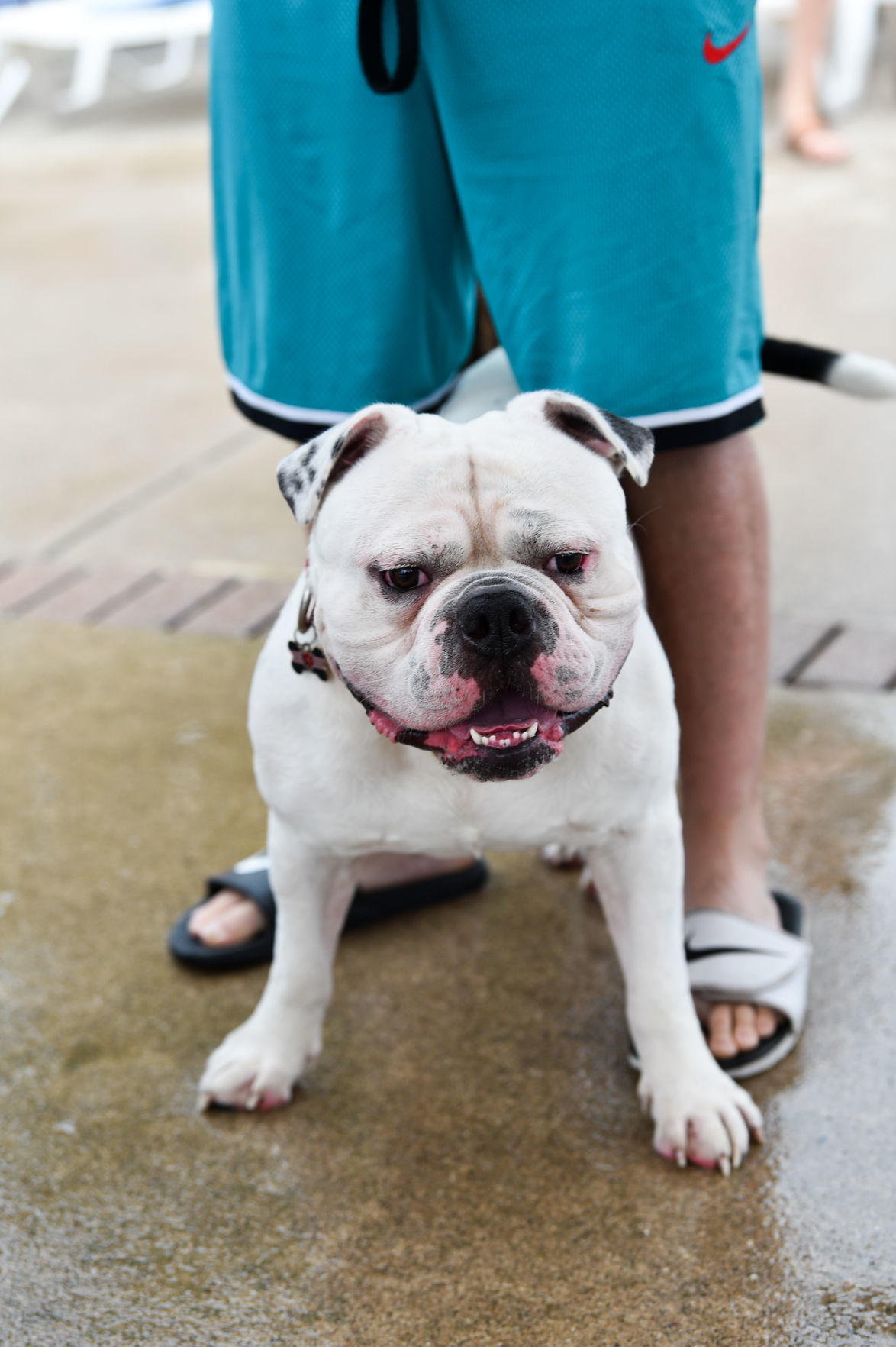 082919-bet-doggysplash-132a.JPG